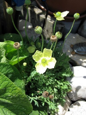 Papaver__myiabeanum0030.jpg