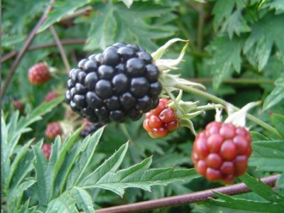 Brombeere.jpg