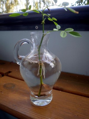 RoseimGlas1_1449x1932.jpg