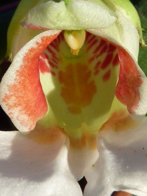 038 (600x800) (2).jpg