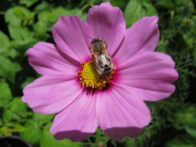 Cosmea hat Besuch.JPG