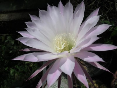 Kaktusblüte.JPG