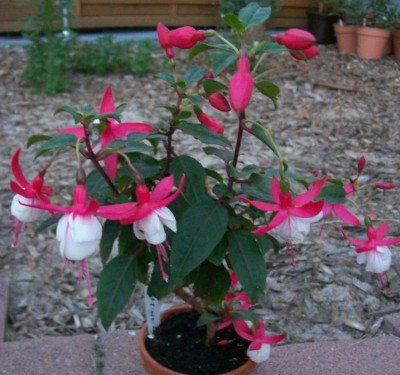 Fuchsie.jpg