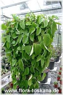 passiflora_quadrangularis_7_-_digi.jpg