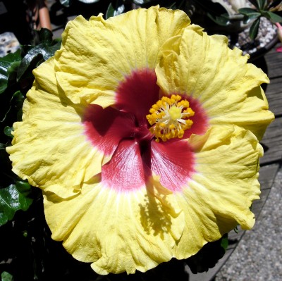 Hibiskus_Apollo.jpg