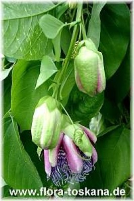 passiflora_quadrangularis_5_-_digi.jpg