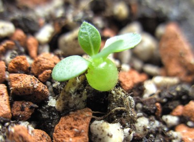 Pachypodium brevicaule II 9.7.11.JPG