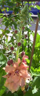 Verbascum2516.jpg