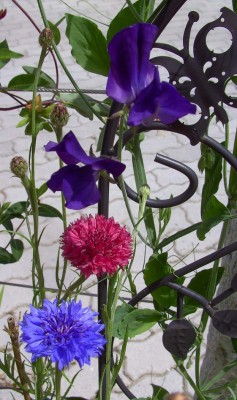 Kornblumen_DuftWicke2567.jpg