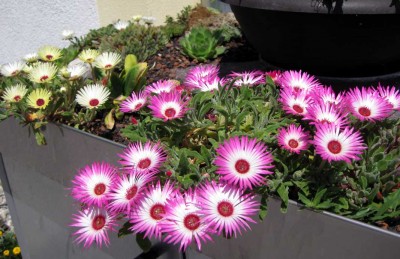 Mittagsblumen_0302.jpg
