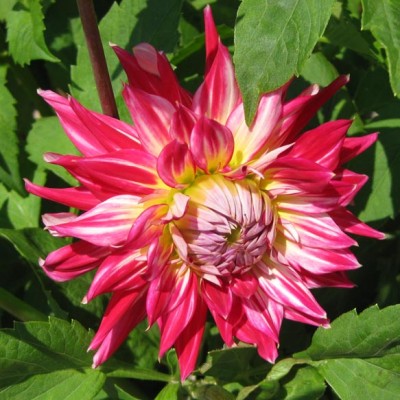 DahlieHimbeer_0289.jpg