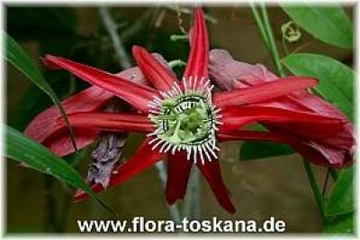 passiflora_racemosa_-_digi.jpg