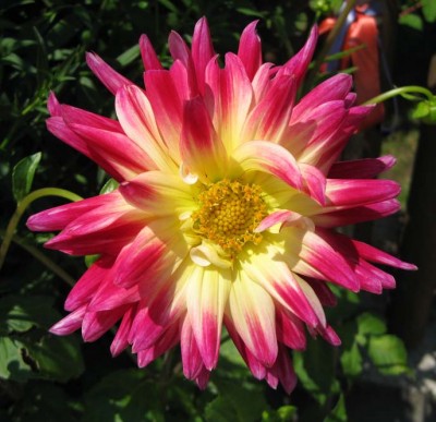 DahlieHimbeer_gelb_0286.jpg