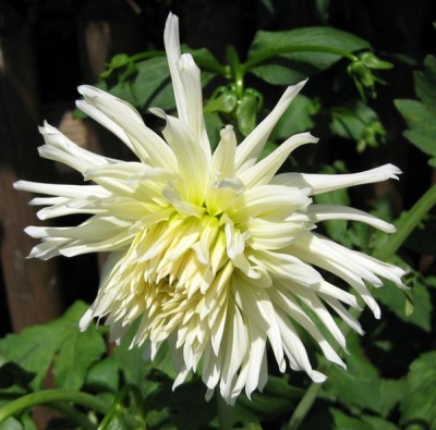 DahlieKaktusCreme_0288.jpg