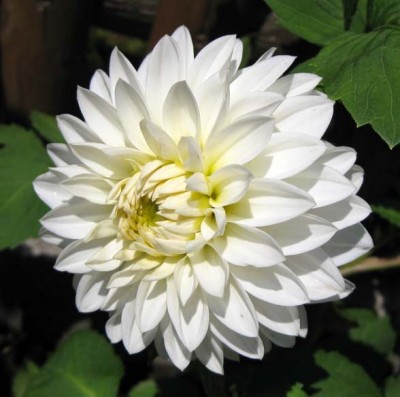 Dahlie_weiß_0291.jpg