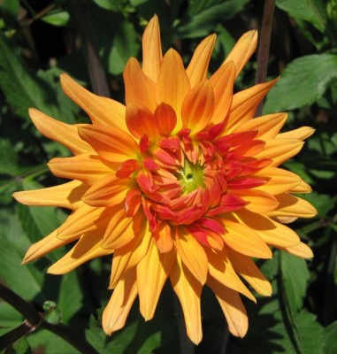 DahlieOrange_0290.jpg