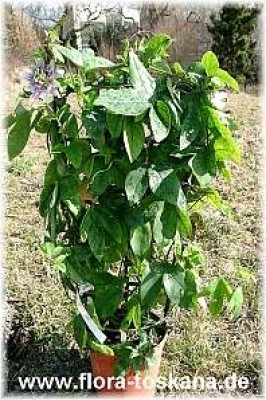 passiflora_x_belotii_ganz_-_digi.jpg