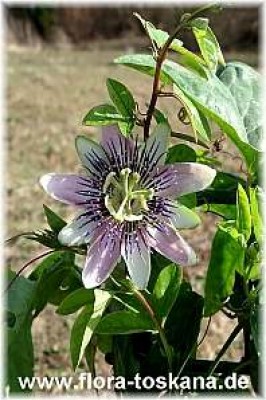 passiflora_x_belotii_-_digi.jpg