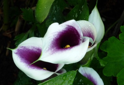 Callas im Regen.JPG