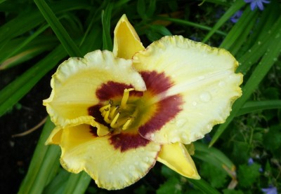 Taglilie El Desperado.JPG