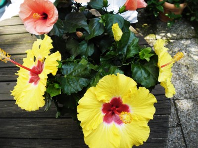 Hibiskus–---.jpg