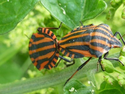 P1010624 - Kopie (800x600).jpg