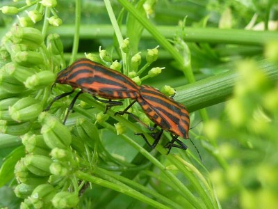 P1010618 - Kopie (800x600).jpg