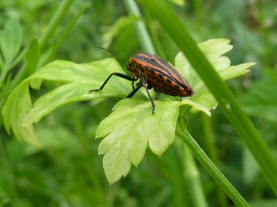 P1010607 - Kopie (800x600).jpg