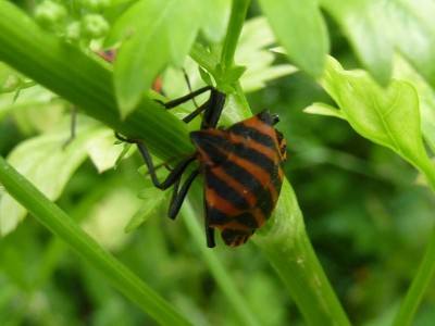 P1010606 - Kopie (800x600).jpg