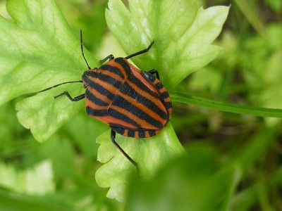 P1010615 - Kopie (800x600).jpg