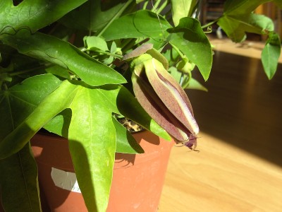 'Caerulea' - durchgestrichen - rote Blüten (2).JPG
