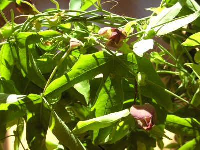 'Caerulea' - durchgestrichen - rote Blüten (1).JPG