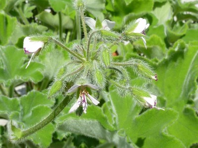 P. tomentosum (Pfefferminze) 5.jpg