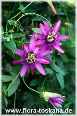 passiflora_amethyst_2_-_dia.jpg