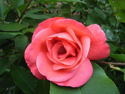 RIMG0048.JPG