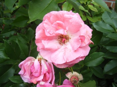 RIMG0045.JPG