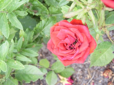 RIMG0041.JPG