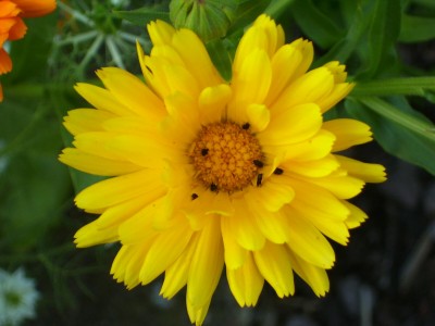 Ringelblume_1.jpg