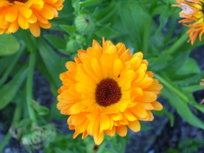 Ringelblume.jpg