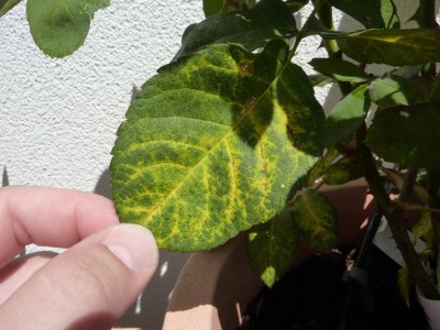 Rose bekommt gelbe Blätter · Pflanzenkrankheiten & Schädlinge · GREEN24  Pflanzen & Garten Forum