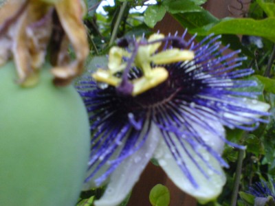 10.8.Regenwetter 005.jpg