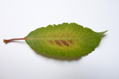 P1010490_k.jpg