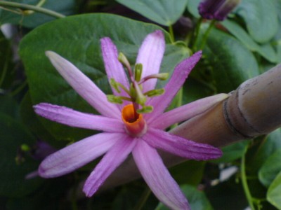 10.8.Regenwetter 004.jpg