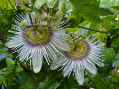 10.8.Regenwetter 019.jpg