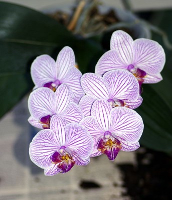 Orchidee06.jpg