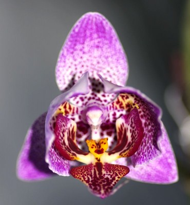 Orchidee05.jpg