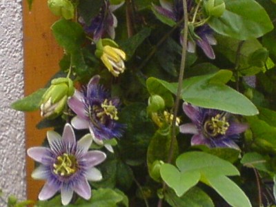 10.8.Regenwetter 003.jpg