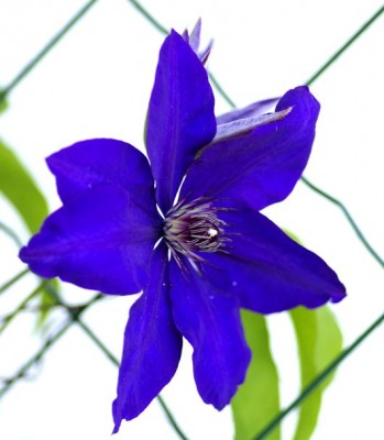 Clematis01.jpg