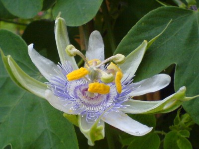 10.8.Regenwetter 001.jpg