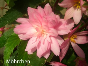hallo 019 Kopie.jpg